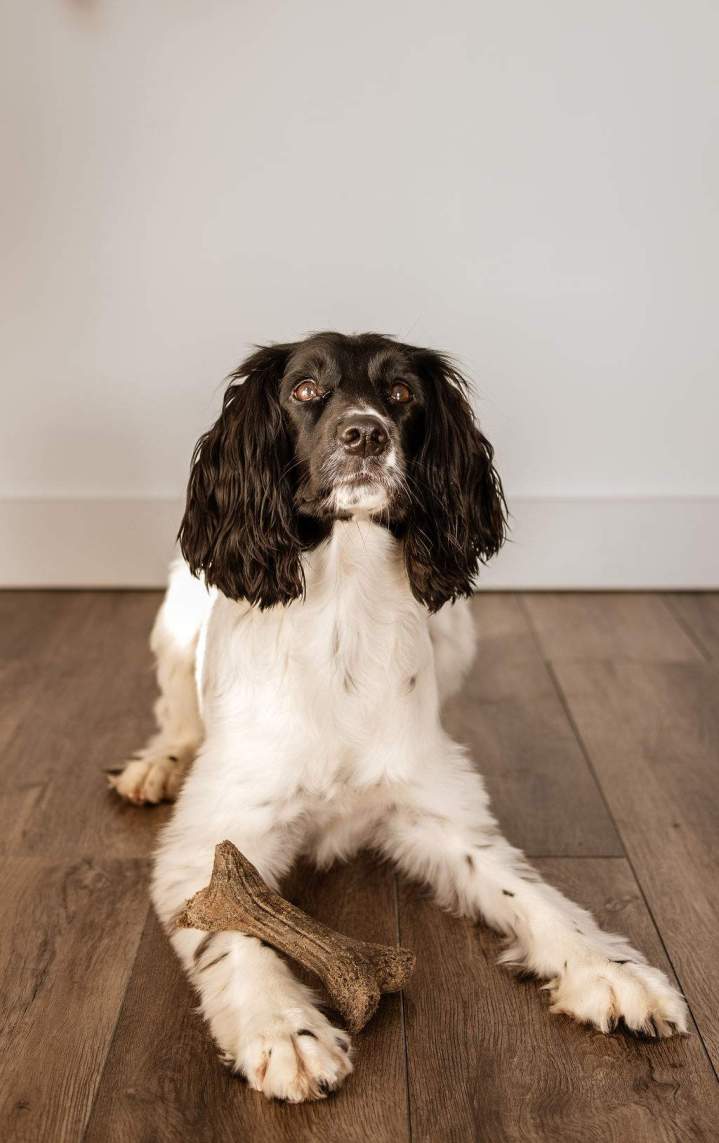 Formation en zoothérapie Salaberry-de-Valleyfield